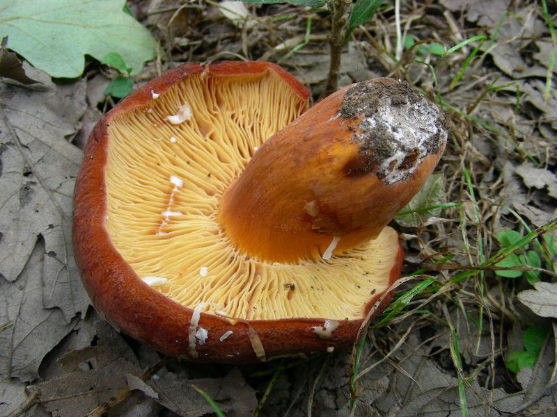 1)Fotografati il 12.06.2012. sotto Quercia (bosco asciutto)